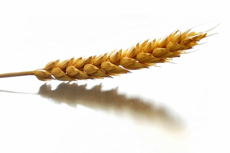 Single stalk of wheat on white background